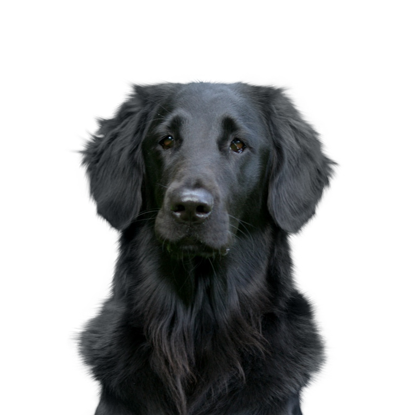 Flat Coated Retriever Rassebeschreibung, Haltung, Pflege & Co